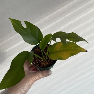 a☆☆さま　観葉植物　姫モンステラ　ヒメモンステラ(その他)