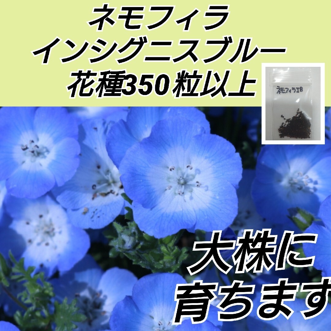 レンゲソウ 花種 3000粒以上 ネモフィラ インシグニスブルー 花種350粒以 ハンドメイドのフラワー/ガーデン(プランター)の商品写真