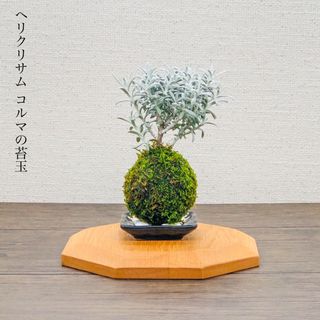 (展示)ヘリクリサム コルマの苔玉『白さ際立つ美しい葉色』 (その他)