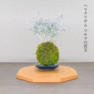 (展示)ヘリクリサム コルマの苔玉『白さ際立つ美しい葉色』 (その他)