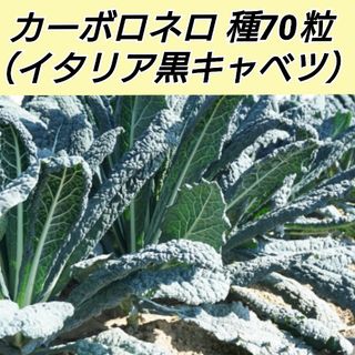 カーボロネロ 種70粒以上(プランター)