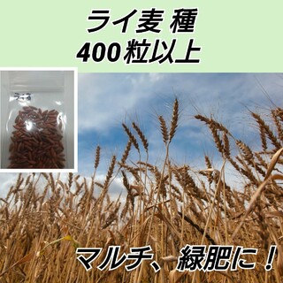 ライ麦種400粒以上【増量】(プランター)