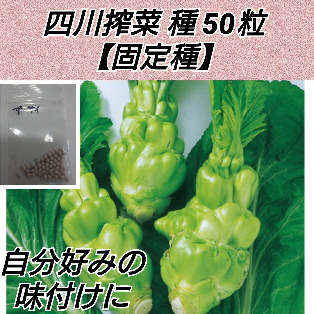 四川搾菜 種50粒【固定種】 ハンドメイドのフラワー/ガーデン(プランター)の商品写真