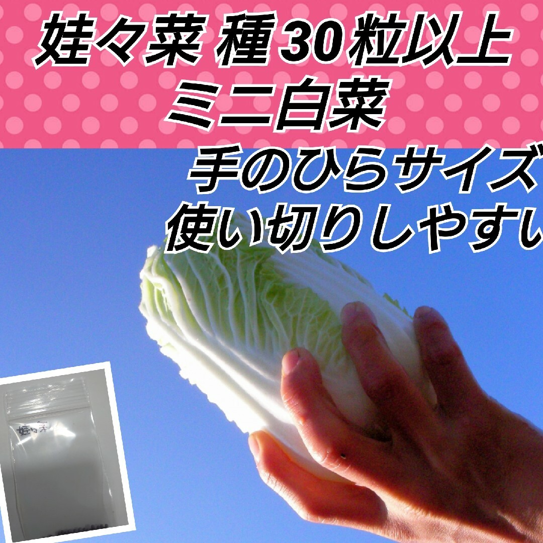 🥬娃々菜（ミニ白菜）種30粒 ハンドメイドのフラワー/ガーデン(プランター)の商品写真