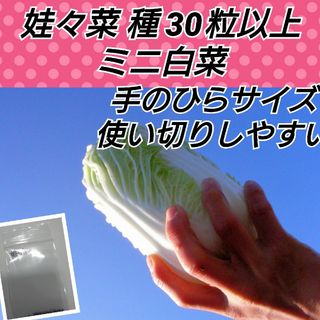 🥬娃々菜（ミニ白菜）種30粒(プランター)