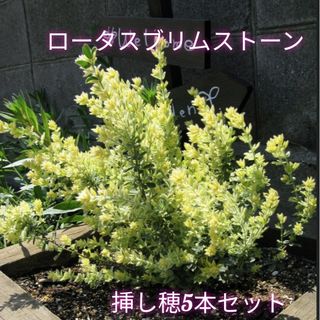 新芽が綺麗♪大人気ロータスプリムストーンの挿し穂5本セット＋おまけ 挿し木 苗(プランター)