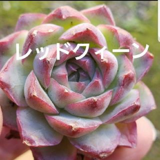 いちご大福 葉挿し 発芽済み！ １つ 多肉植物