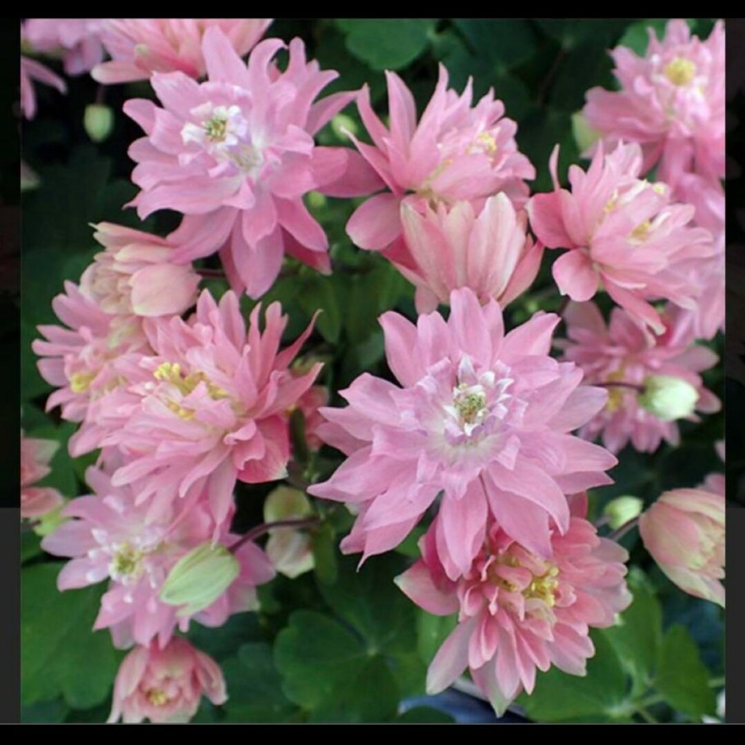 オダマキ　ピンクバロー　種 ハンドメイドのフラワー/ガーデン(その他)の商品写真
