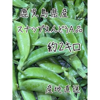 鹿児島県産　スナップえんどうA品　箱込　約2キロ(野菜)