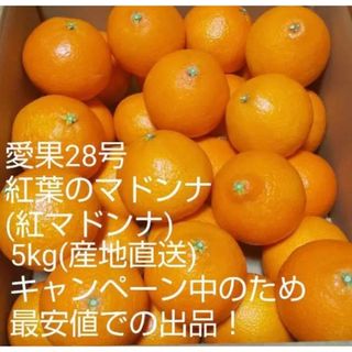 家庭用約5kg 愛果28号 紅まどんな 紅葉のまどんな(フルーツ)