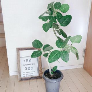 沖縄 観葉植物の通販 3,000点以上 | フリマアプリ ラクマ