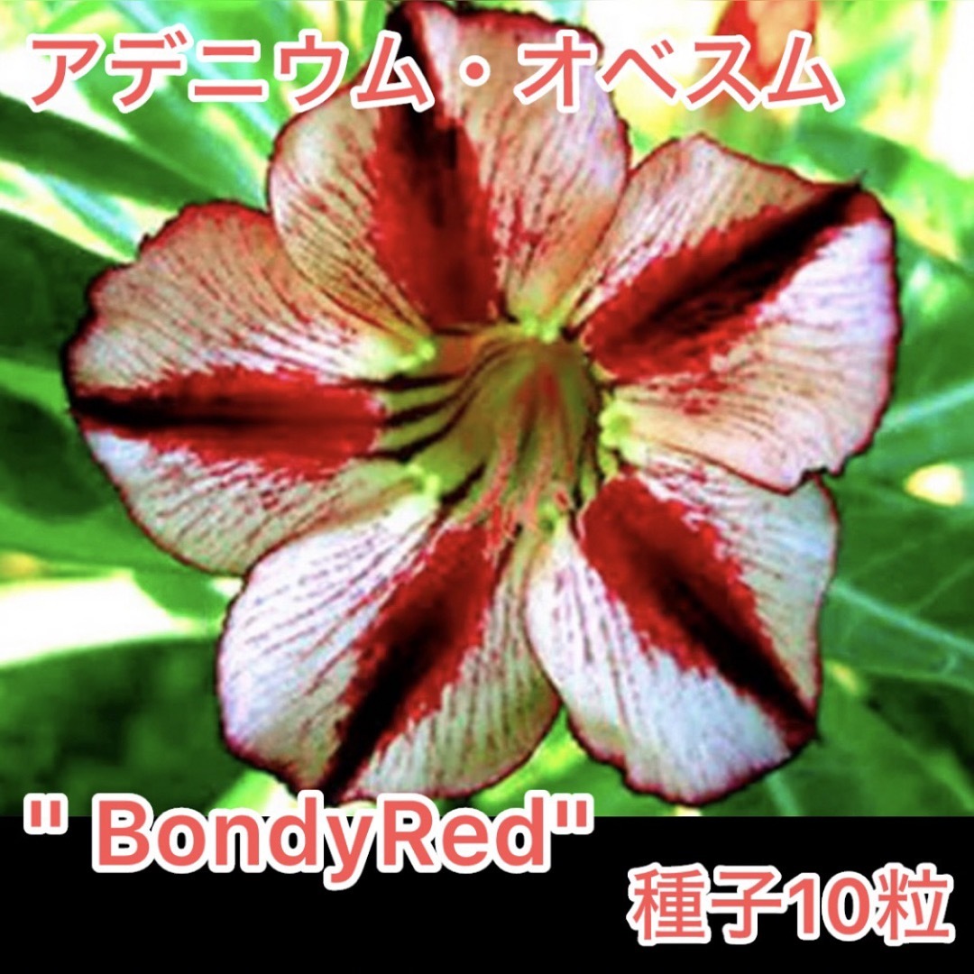 アデニウム・オベスム "BondyRed" 種子10粒 ハンドメイドのフラワー/ガーデン(その他)の商品写真