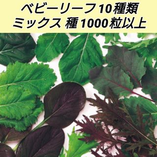 ベビーリーフ 種1000粒以上(プランター)