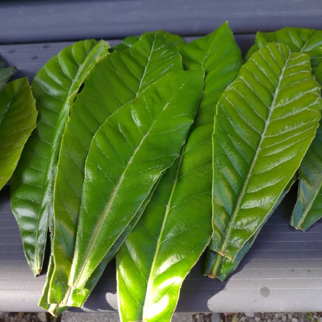 びわの葉 100g以上！！ 無農薬 新葉 古葉 びわ茶 ペットのおやつなど その他のその他(その他)の商品写真