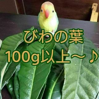 びわの葉 100g以上！！ 無農薬 新葉 古葉 びわ茶 ペットのおやつなど(その他)