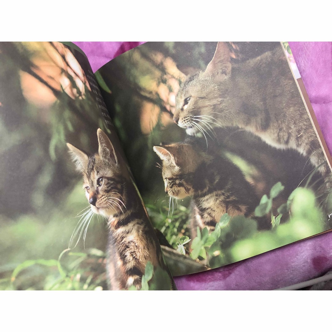 猫  写真集  ① エンタメ/ホビーの本(アート/エンタメ)の商品写真
