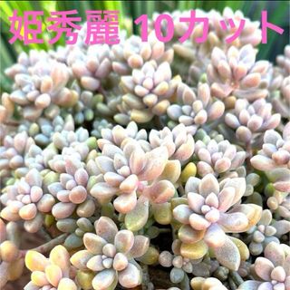 多肉植物 姫秀麗 10カット 冬はピンクに紅葉♡♡おまけ付き(その他)