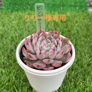 多肉植物　ピンクザラゴーサ、天使の雫(その他)