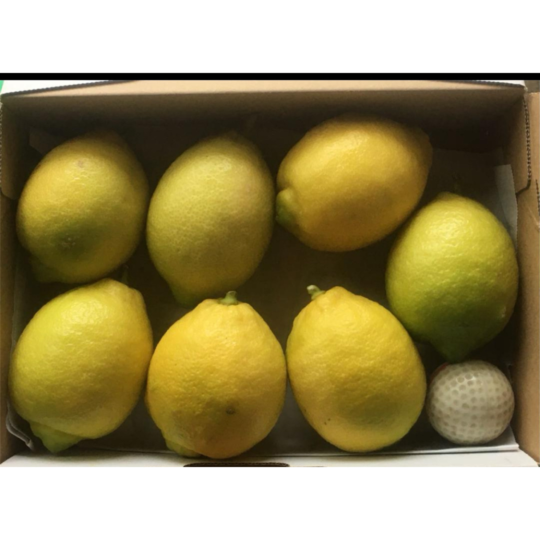 レモン　無農薬　1.1kg(箱込み) 食品/飲料/酒の食品(フルーツ)の商品写真