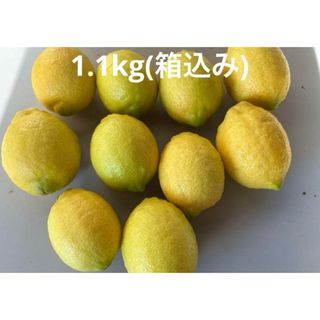 レモン　無農薬　1.1kg(箱込み)(フルーツ)