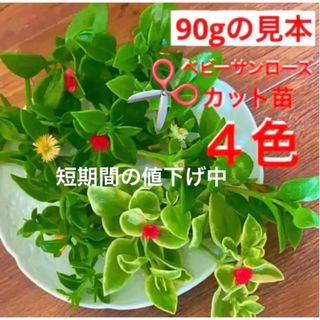 B☆ベビーサンローズ✂カット苗 中身60g☆4色揃いセット☆(プランター)