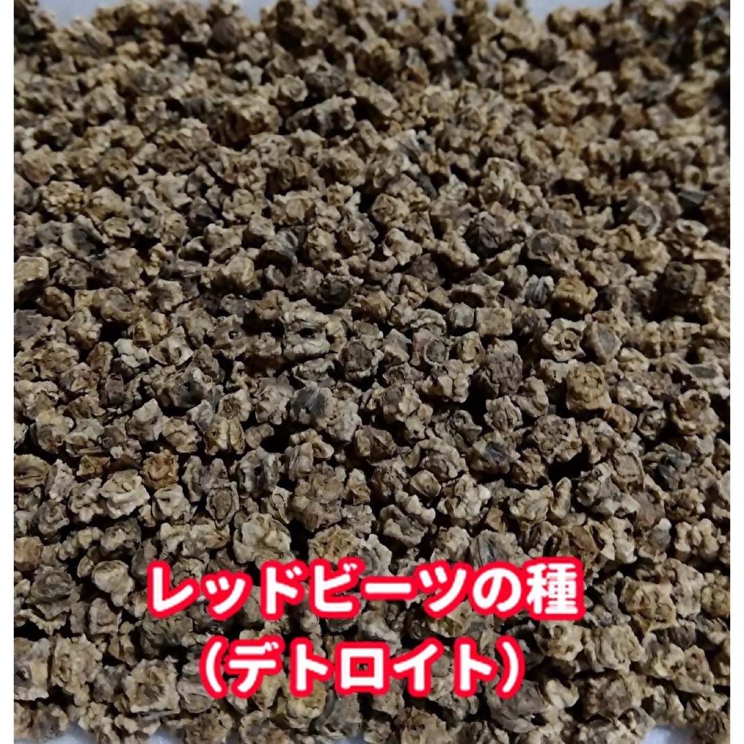 ビーツの種　デトロイトダークレッド【250粒以上】★農薬:栽培期間中不使用の種 食品/飲料/酒の食品(野菜)の商品写真