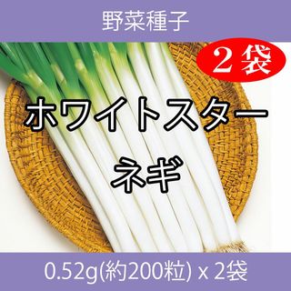 野菜種子 TVA12 ホワイトスターネギ 0.52g(約200粒) x 2袋(野菜)