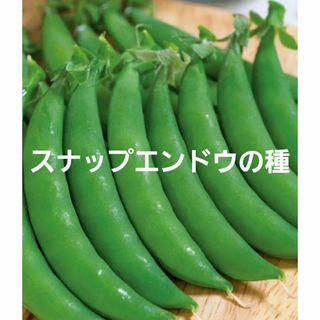 ＜野菜の種＞３０粒　スナップエンドウ　ヘルシースナップ　つるあり(プランター)