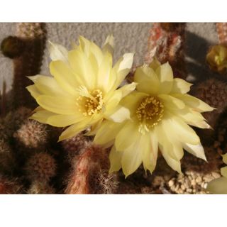 多肉植物✿サボテン🌵黄花白檀（カキコ）(その他)