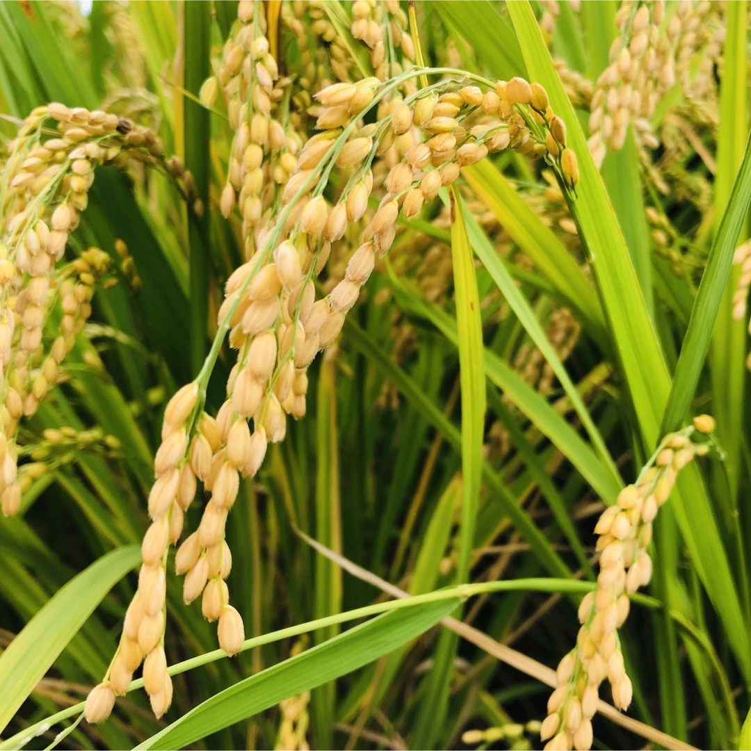 80サイズ たっぷり採れたて野菜詰め合わせ 食品/飲料/酒の食品(野菜)の商品写真