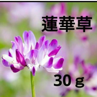 蓮華草 レンゲソウ 種 30ｇ 増量可能です！(その他)