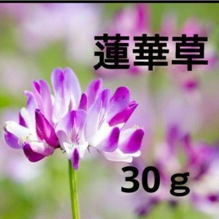 蓮華草 レンゲソウ 種 60ｇ 増量可能です！(その他)