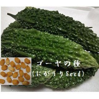 D339  ゴーヤ の種20粒 沖縄　島野菜たね にがうりseed　緑のカーテン(野菜)