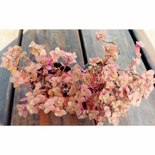 【2ポットセット】多肉植物　桜色カリシア(プランター)
