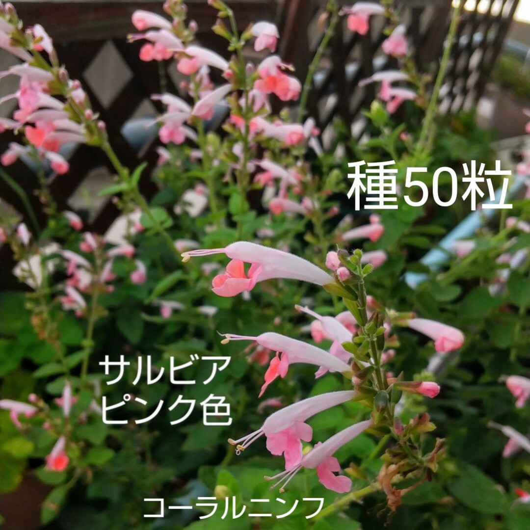 サルビア ピンク色 コーラルニンフ 種50粒 ハンドメイドのフラワー/ガーデン(その他)の商品写真