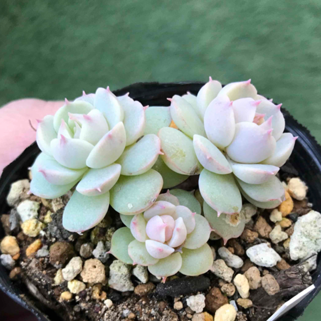 多肉植物 エケベリア イードンスノーの通販 by わかば|ラクマ 多肉植物 エケベリア イードンスノーの通販 by わかば|ラクマ