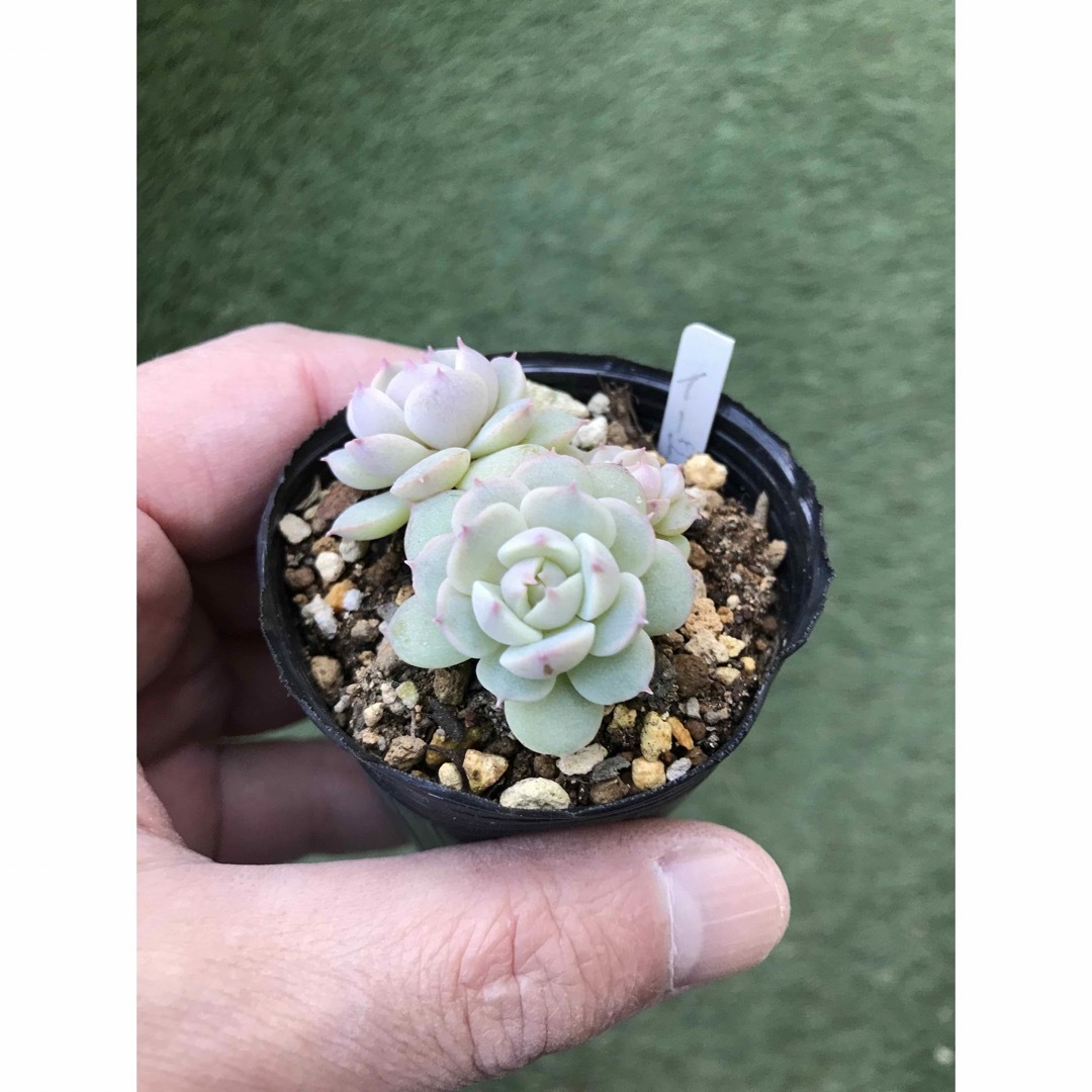 多肉植物 エケベリア イードンスノーの通販 by わかば|ラクマ 多肉植物 エケベリア イードンスノーの通販 by わかば|ラクマ