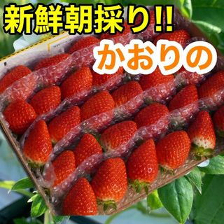 ★新鮮朝採り★甘～いいちご(フルーツ)