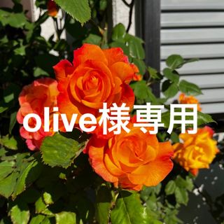 薔薇挿し木苗(その他)