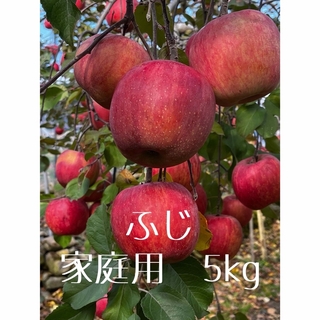 信州産　ふじ　家庭用　5kg(フルーツ)