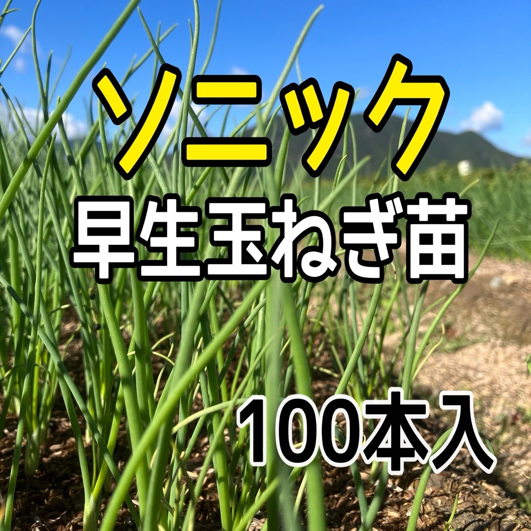 種苗店からお届け‼️早生玉ねぎ苗ソニック‼️100本入‼️ 食品/飲料/酒の食品(野菜)の商品写真