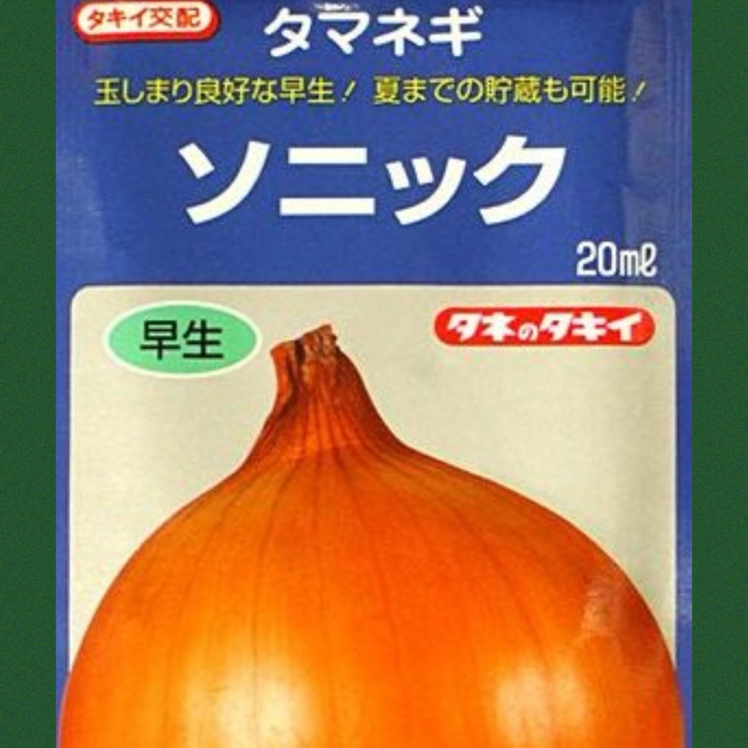 種苗店からお届け‼️早生玉ねぎ苗ソニック‼️100本入‼️ 食品/飲料/酒の食品(野菜)の商品写真