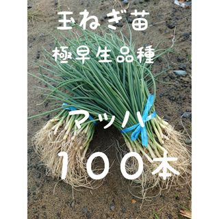 玉ねぎ苗【早生品種マッハ１００本】(野菜)