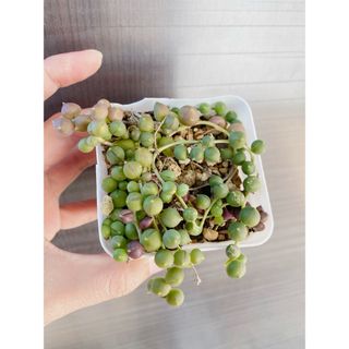 多肉植物 グリーンネックレス(抜き苗)(その他)