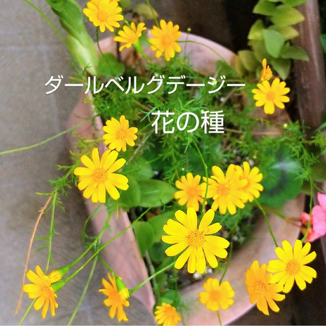ダールベルグデージー 花の種 ハンドメイドのフラワー/ガーデン(その他)の商品写真