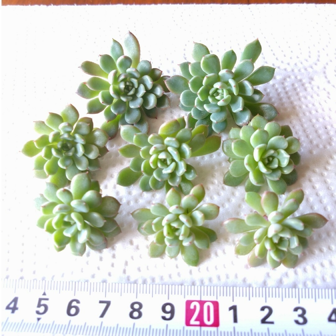 多肉植物🌱💕ラブリーバブル♥群生しやすい♪カッㇳ苗💕の通販 多肉植物🌱💕ラブリーバブル♥群生しやすい♪カッㇳ苗💕の通販