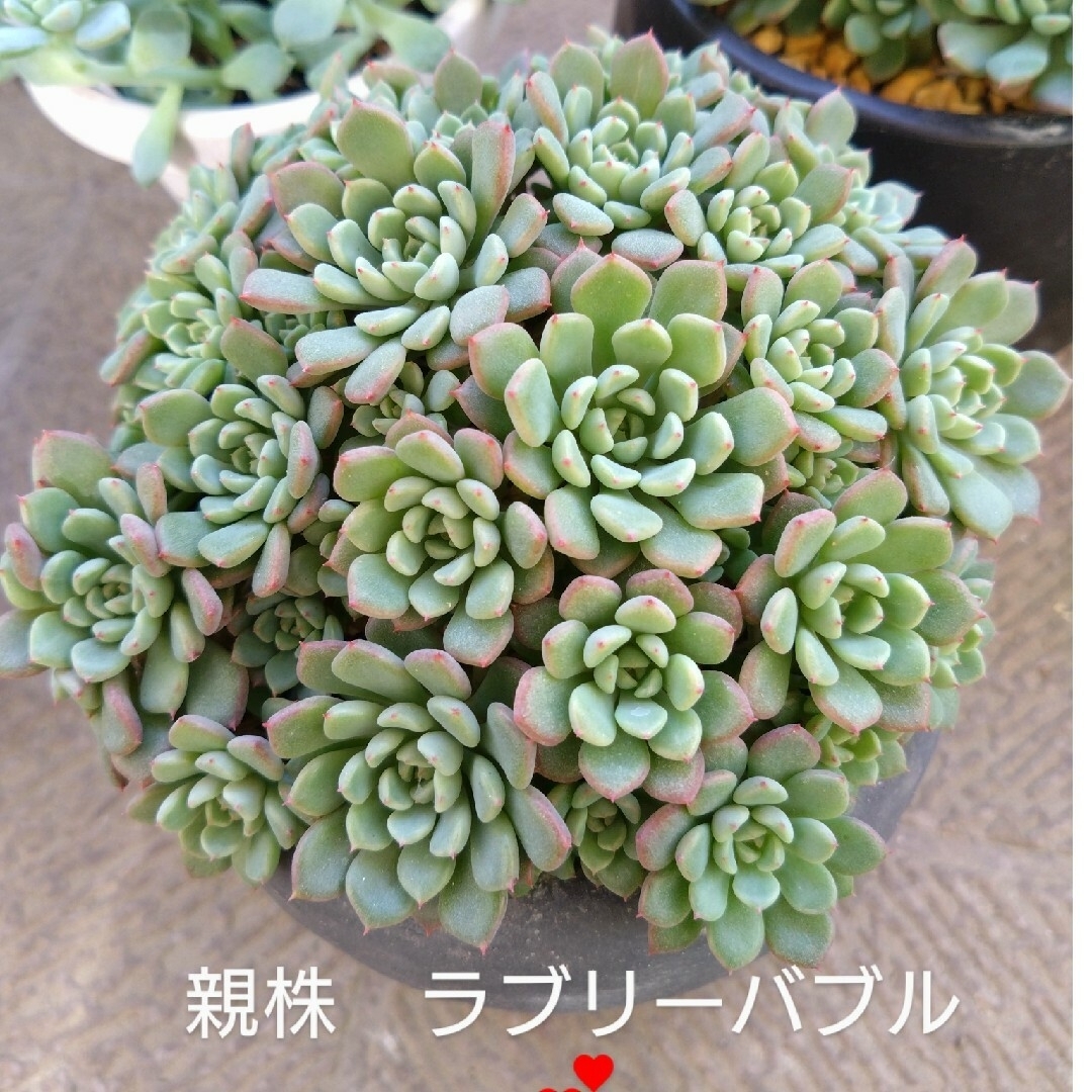 多肉植物🌱💕ラブリーバブル♥群生しやすい♪カッㇳ苗💕の通販 多肉植物🌱💕ラブリーバブル♥群生しやすい♪カッㇳ苗💕の通販