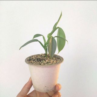 シルバーメタル 観葉植物(その他)