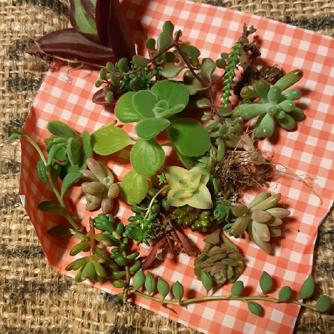 多肉植物セット売り　白角 ハンドメイドのフラワー/ガーデン(プランター)の商品写真