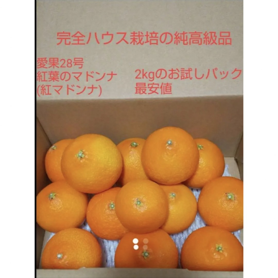 家庭用約2kg 愛果28号 紅まどんな 紅葉のまどんな 食品/飲料/酒の食品(フルーツ)の商品写真